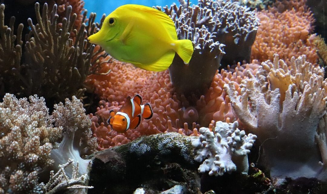 Traitement de l’eau à l’ozone pour les aquariums