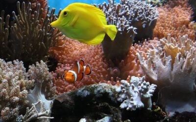 Traitement de l’eau à l’ozone pour les aquariums