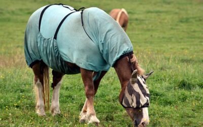 Thérapie à l’ozone pour les chevaux