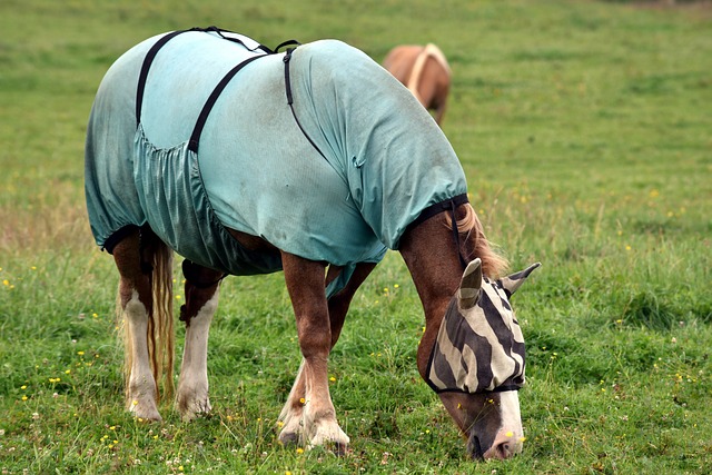 Thérapie à l’ozone pour les chevaux