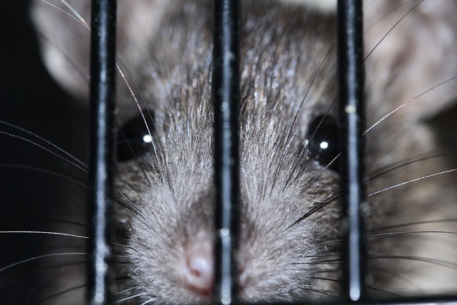 Essais cliniques des rats à l'aide de l'ozonothérapie