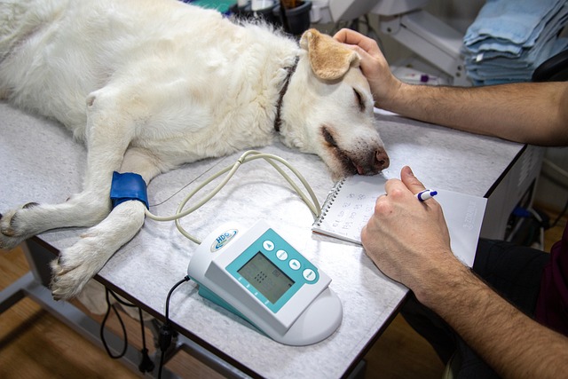 L'ozonothérapie pour les vétérinaires