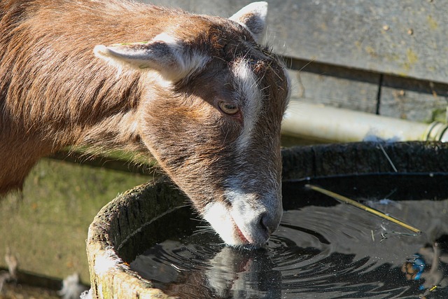 Découvrez les avantages de l'ozonation dans la purification d'eau pour les animaux.