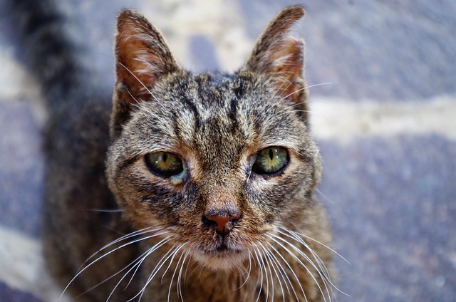 Cet article explore l'ozonothérapie, ses bénéfices analgésiques ainsi que son utilisation pour la gestion des douleurs animales.